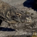dragon_komodo_hsb_rinca_h_0657_kom2426.jpg